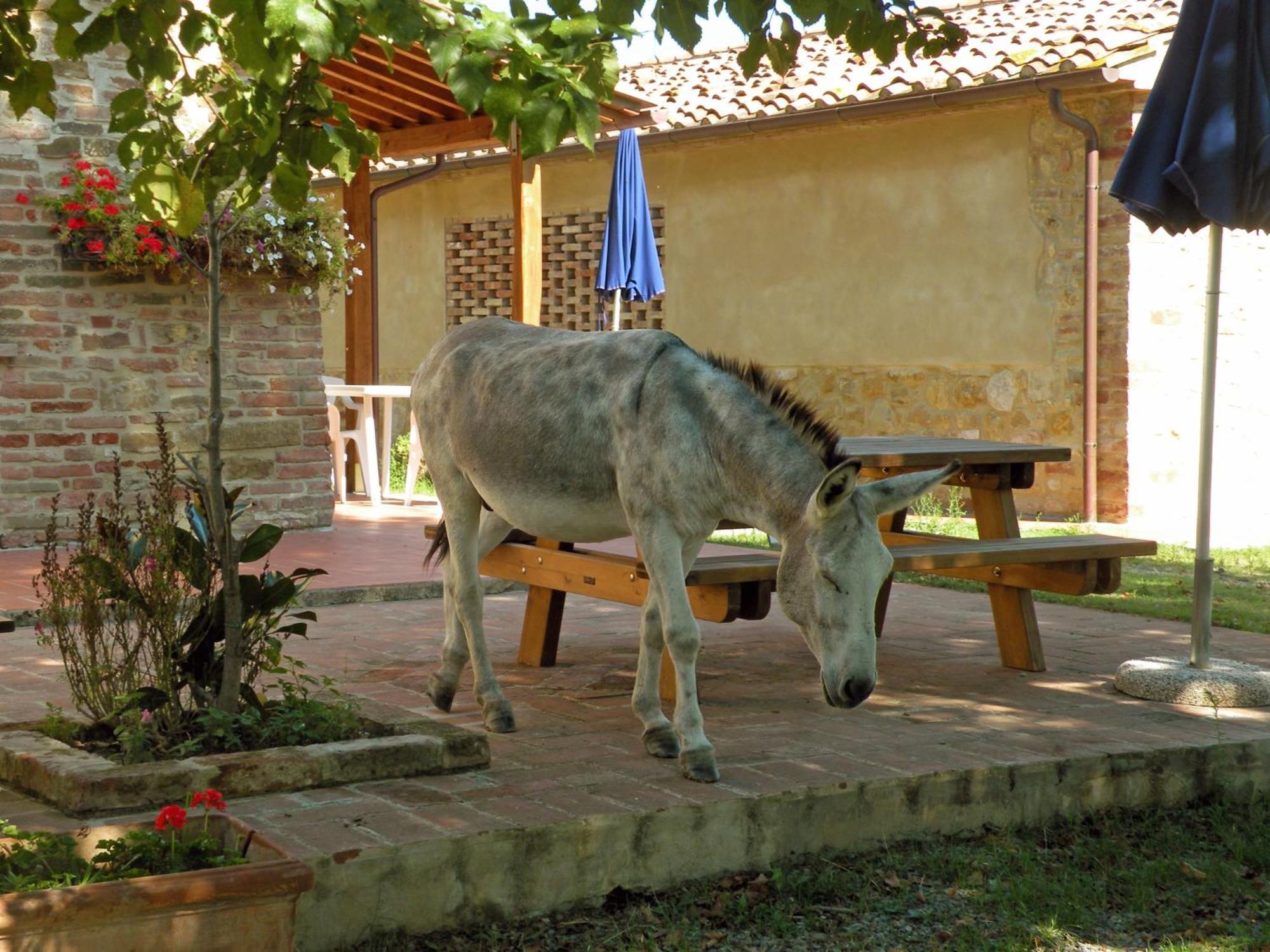 Agriturismo Pelagaccio Peccioli Exterior foto